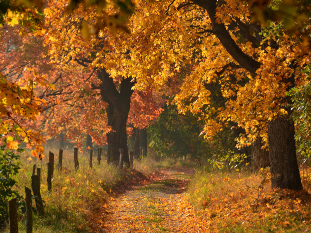 Weg, Herbst, Laub